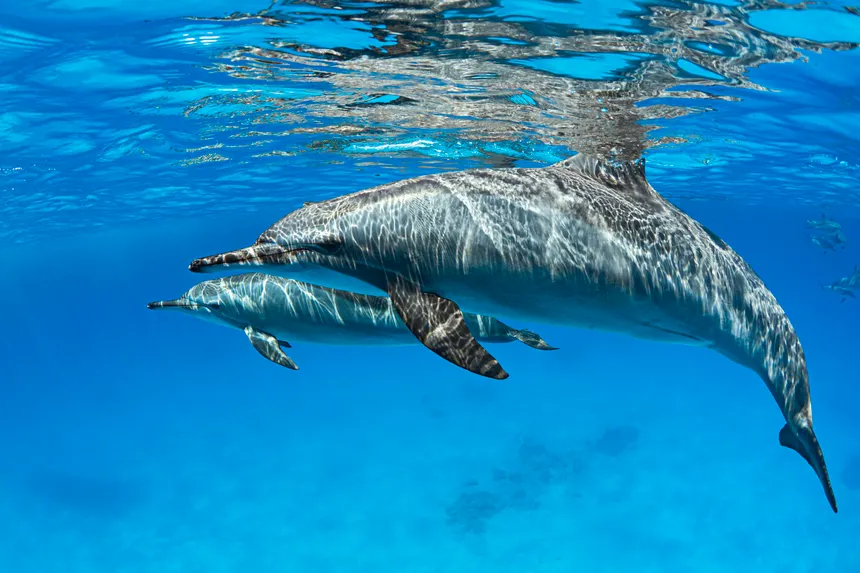 Dolphin Discovery