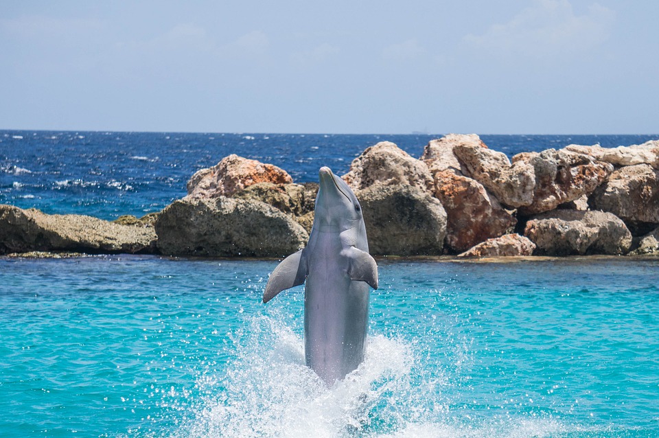 Dolphin Cove Falmouth Jamaica with dolphins swimming and tourists enjoying interactive marine experiences.